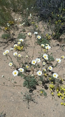 Layia glandulosa