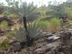 Cycas calcicola
