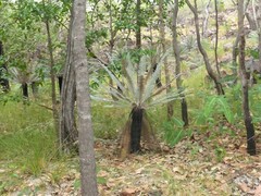 Cycas calcicola