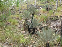 Cycas calcicola