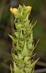 Alectra sessiliflora