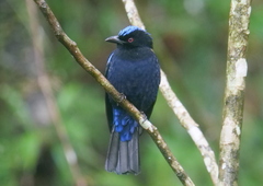 Philippine Fairy-Bluebird photo 5