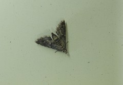 Sufetula hemiophthalma