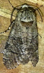 Prionoxystus macmurtrei