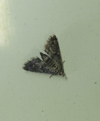 Sufetula hemiophthalma