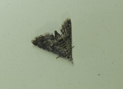 Sufetula hemiophthalma