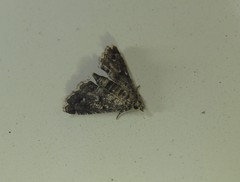 Sufetula hemiophthalma