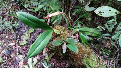 Bulbophyllum coriophorum, photograph 3