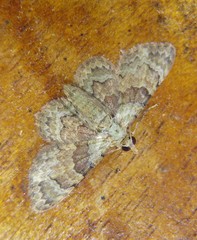 Gymnoscelis derogata