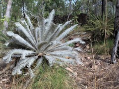 Cycas calcicola