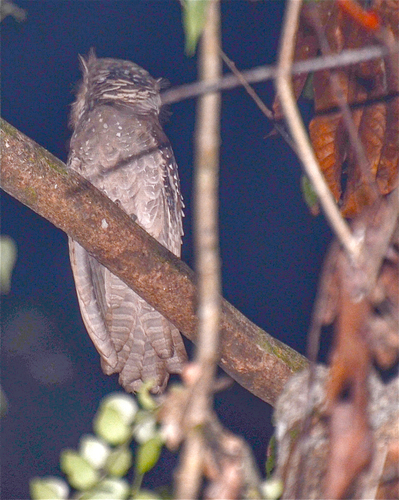 Large Frogmouth (Batrachostomus auritus), photo 10