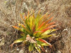 Crassula acinaciformis