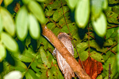 Large Frogmouth (Batrachostomus auritus), photo 5