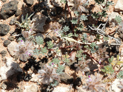 Dalea mollissima