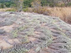 Helichrysum kraussii