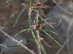 Haloxylon salicornicum