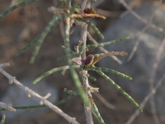 Haloxylon salicornicum