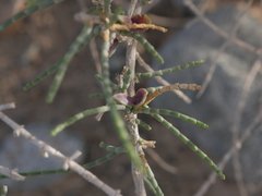 Haloxylon salicornicum