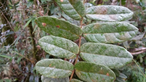 Itch-pod (Cnestis polyphylla)