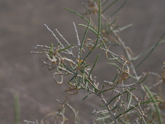 Haloxylon salicornicum