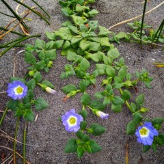 Nolana paradoxa
