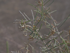 Haloxylon salicornicum
