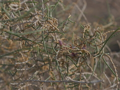 Haloxylon salicornicum