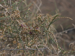 Haloxylon salicornicum