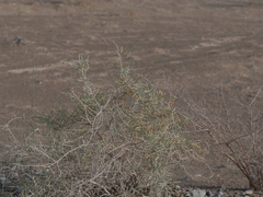 Haloxylon salicornicum