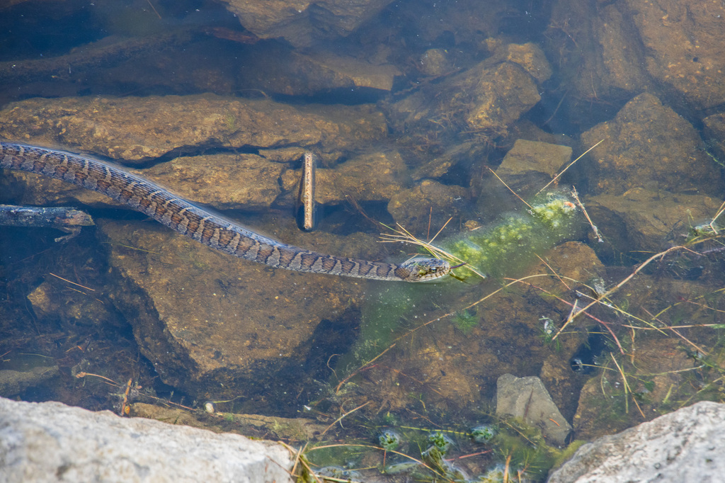 Northern Watersnake from Ottawa, ON, Canada on June 18, 2023 at 09:17 ...