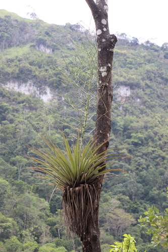 Tillandsia propagulifera