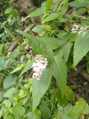 Eupatorium shimadae