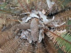 Cycas calcicola