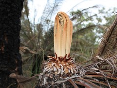 Cycas calcicola