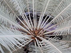 Cycas calcicola