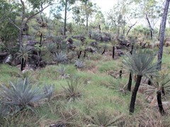 Cycas calcicola