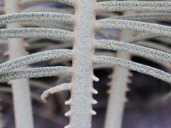 Cycas calcicola