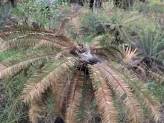 Cycas calcicola