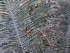 Cycas calcicola
