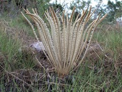 Cycas calcicola