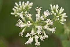 Mikania chenopodiifolia