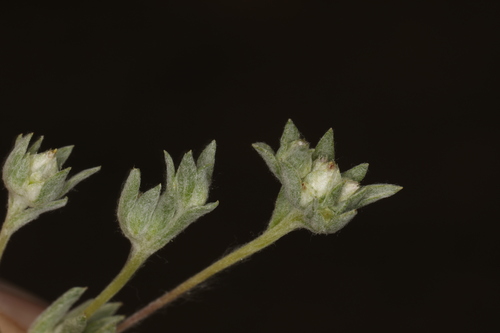 Image of Stylocline psilocarphoides by (c) Steve Matson, some rights reserved (CC BY)