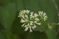Mikania chenopodiifolia