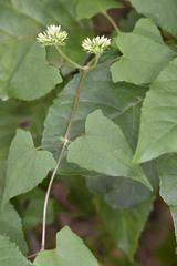 Mikania chenopodiifolia