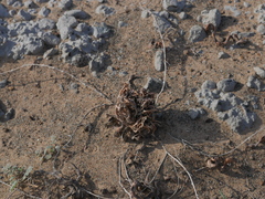 Anastatica hierochuntica