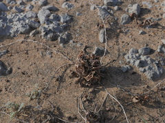 Anastatica hierochuntica