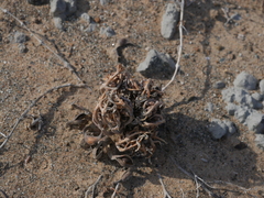 Anastatica hierochuntica