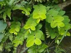 Hypericum formosanum