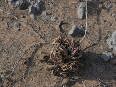 Anastatica hierochuntica