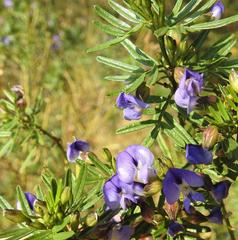 Psoralea platyphylla